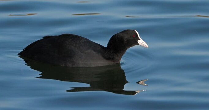 Eurasian coot  also known as the common coot or Australian coot