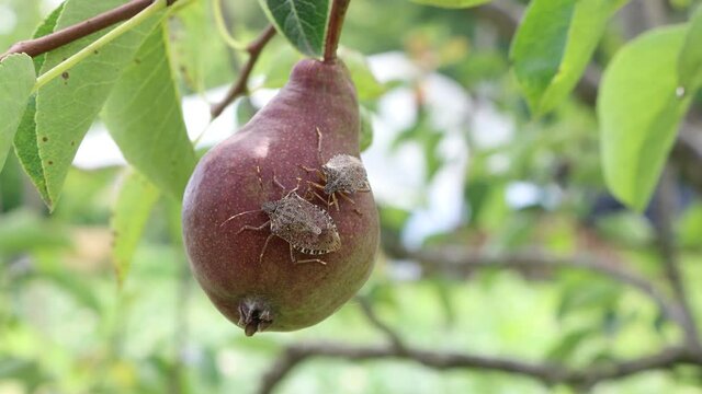 Close-up of Brown Marmorated shield bugs on ripe pear on tree in the orchard. Halyomorpha halys insect 
