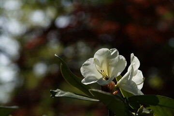 White Flowers of Azalea in Full Bloom
