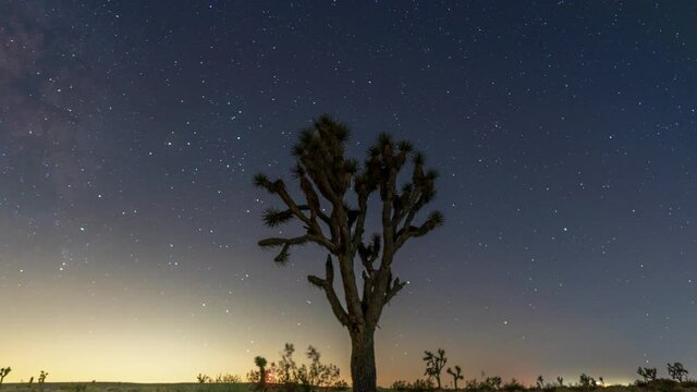 A Joshua tree in the foreground with the Milky Way in the background in this amazing astrophotography time lapse