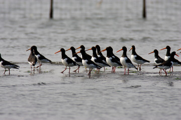 Naklejka premium 水鳥_05