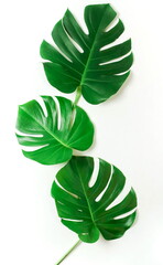 green monstera leaves pattern isolated on a white background. top view.copy space.