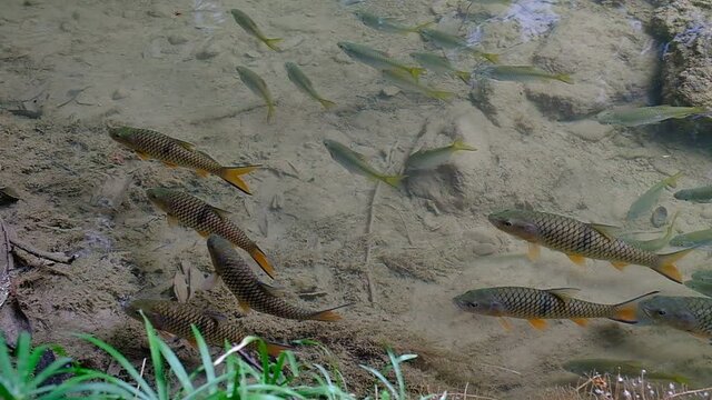 Antimony fish (Neolissochilus stracheyi) in waterfall
