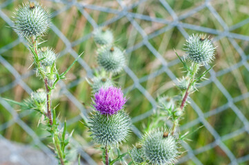 close-up of a flowering bull thistle with purple flower