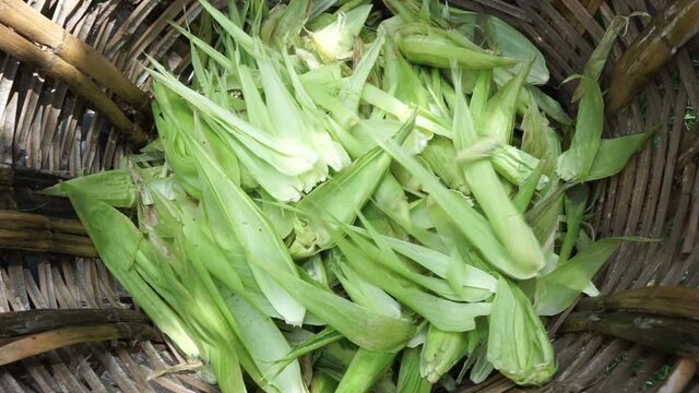 Corn leaves in Oaxaca mexico