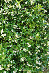 White climber star Jasmin bush in bloom on springtime. Trachelospermum jasminoides plant in the garden