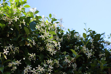 Fototapeta na wymiar White climber star Jasmin bush in bloom on springtime. Trachelospermum jasminoides plant in the garden