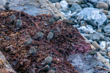 Starling or Druid in Lahinch Beach in the city of County Clare in Ireland. Photographed in 2011.