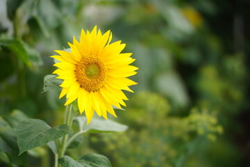 sunflower in the field