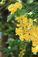 Golden shower tree with yellow flowers on branch. Cassia fistula in bloom in springtime also called purging cassia, Indian laburnum, or pudding-pipe tree
