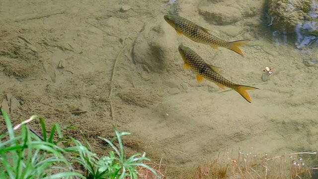 Antimony fish (Neolissochilus stracheyi) in waterfall