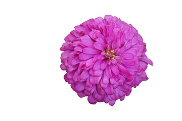 Freshness zinnia isolated blooming on White Background  with clipping path. 