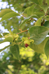 Green unripe Kaki or Persimmon fruit on branch on summer. Diospyros kaki in the garden
