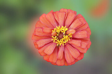 Freshness zinnia blooming on blured nature Background with clipping path.