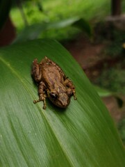 rana