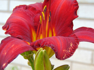 Macro photo of fire lily in the full morning sun.