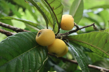 Ripe yellow Medlar or Loquat tree fruits on branch on early summer. Mespilus germanica in the garden
