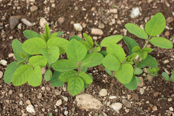 Top view of young green Soybean plants growing in the field on summer. Soya bean agricultural field
