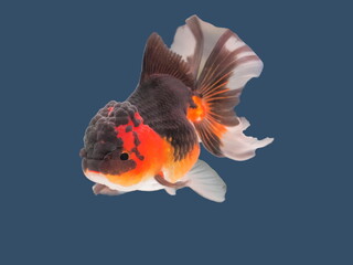 Obraz premium a black-white oranda goldfish diving in fresh water glass tank isolated on blue background.