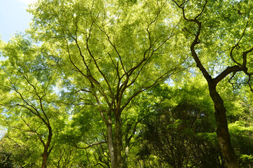 Fototapeta premium 青紅葉