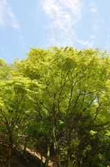 Fototapeta premium 青紅葉