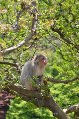 Fototapeta premium サル