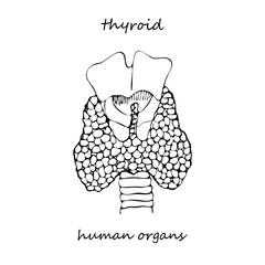 Thyroid structure and parts. Hand-drawn icon isolated on white background Human internal organs. Line sketch style. Design for medical project, poster Pathology, disease, treatment Vector illustration
