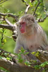 Obraz premium サル