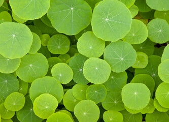 Green leaves background - The round shape - Water Pennywort or Hydrocotyle verticillata plant