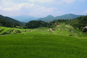 Fototapeta na wymiar 上から見た棚田の稲と遠くの山 