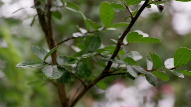 A beautiful green plant grows in the front yard of a suburban home in USA. Countryside.