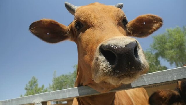 Slow Motion Close Up Of Beautiful Brown Cow Curious Of The Camera