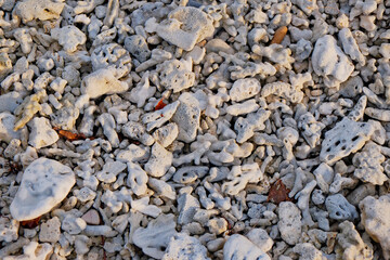 Corals and white stones on a beach