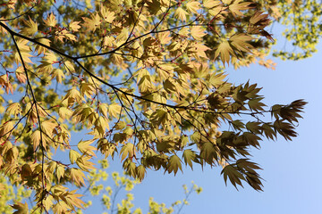 Beautiful Japanese maples in sunny day, Kyoto, Japan