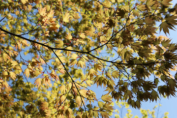 Beautiful Japanese maples in sunny day, Kyoto, Japan