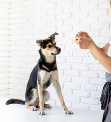 Young blond woman giving her pet a snack