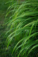 Obraz premium green grass in the garden