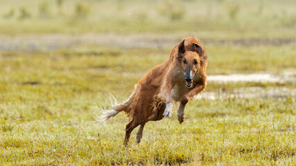 Naklejka na ściany i meble Red dog running across the field. Freeze the dog in flight. A picture of a dog jumping. Russian Greyhound.