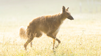 A dog in a sunlit clearing. Red dog goes through the fog.Russian Borzoi dog.