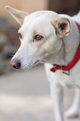 Portrait of Indian breed dog