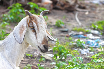 Young goat with horn on village scene