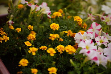 Obraz premium spring flowers in the garden