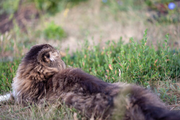 A fluffy lop-eared cat is sprawled on the grass and is examining a cornflower (or otherwise called...