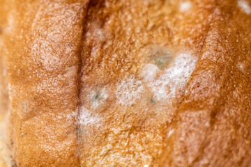 close-up of white bread covered with mold. spoiled mold loaf