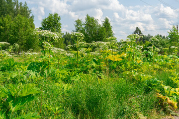Obraz premium sphondylium flooded meadows in the Moscow region