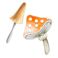 watercolor set of two poisonous mushrooms
