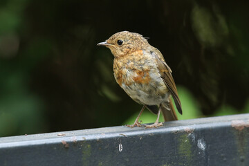 A cute fledgling Robin, Erithacus rubecula, standing on a metal fence.