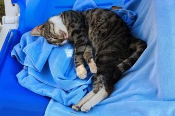 Tabby cat sleeping on a sun lounger by the pool