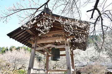 徳雲院の梅と釣鐘