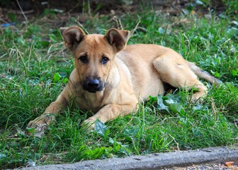 Homeless puppy lying on the grass